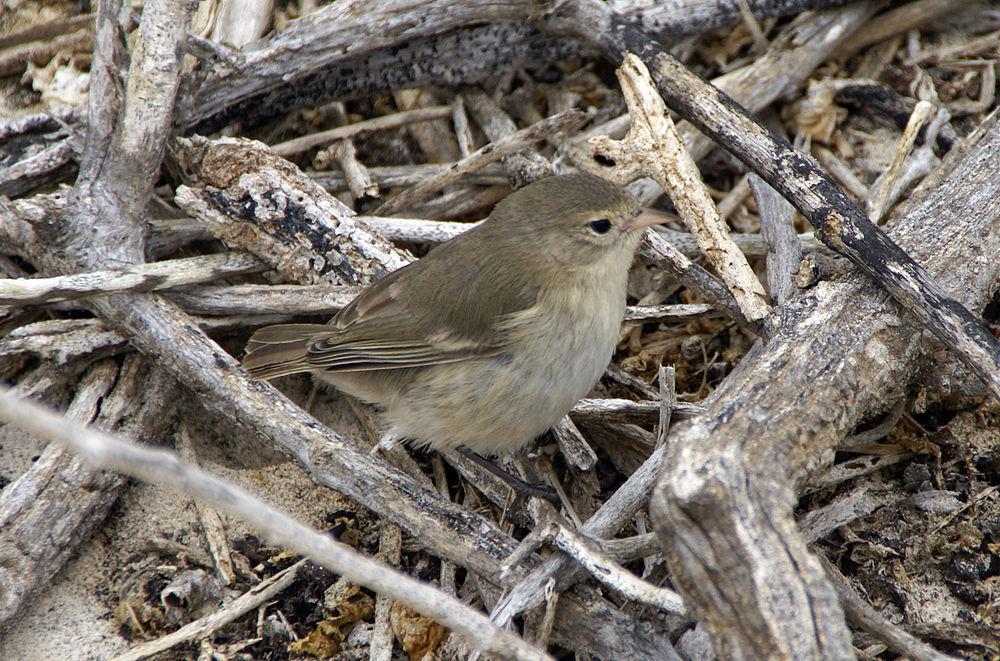 灰加岛莺雀 / Grey Warbler-Finch / Certhidea fusca