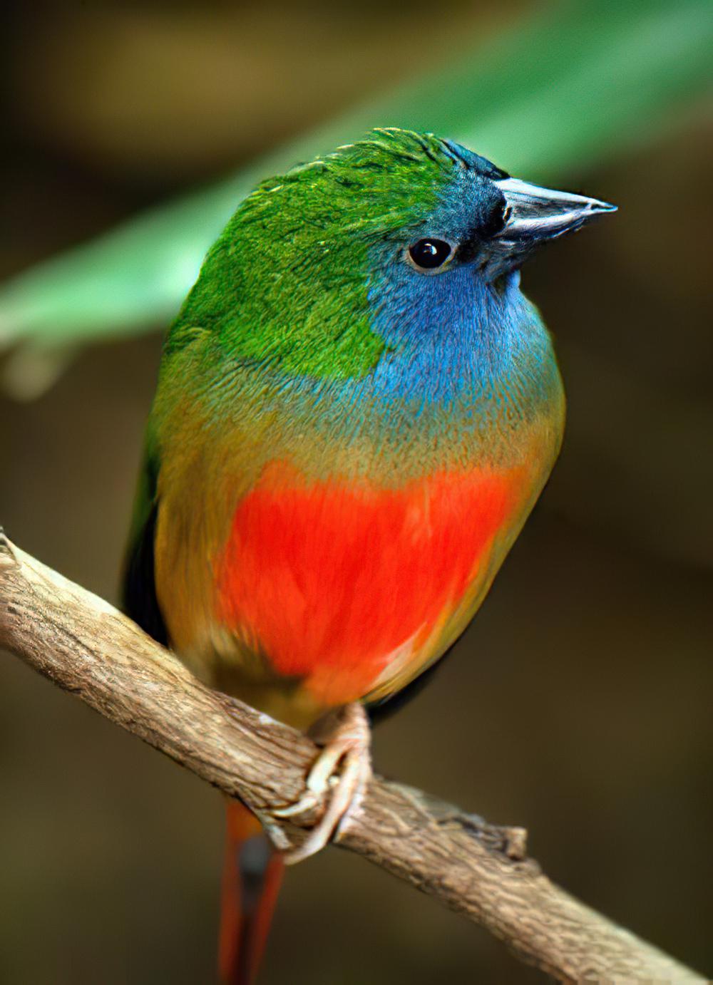 长尾鹦雀 / Pin-tailed Parrotfinch / Erythrura prasina