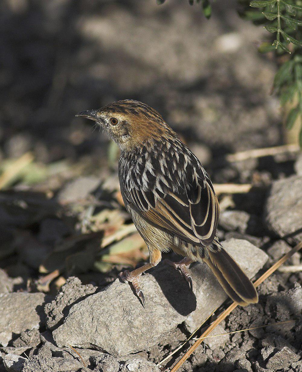 强健扇尾莺 / Stout Cisticola / Cisticola robustus