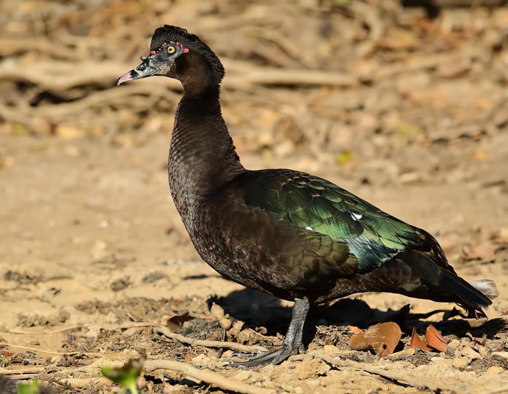 疣鼻栖鸭 / Muscovy Duck / Cairina moschata