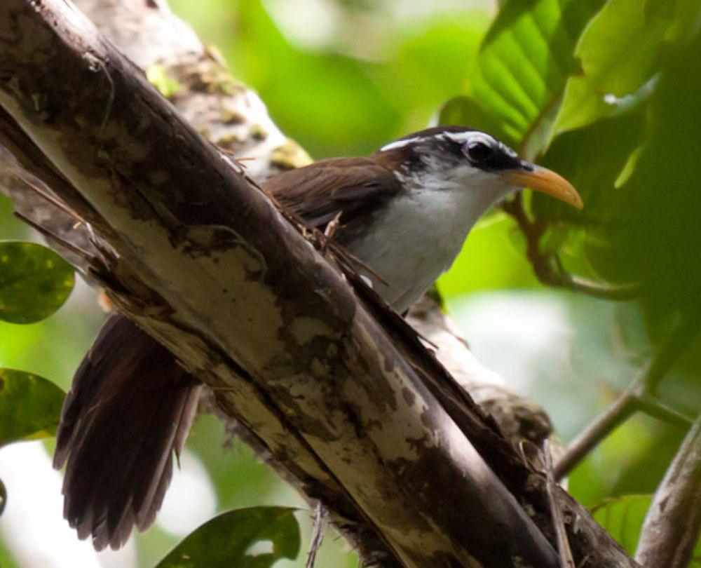 斯里兰卡钩嘴鹛 / Sri Lanka Scimitar Babbler / Pomatorhinus melanurus