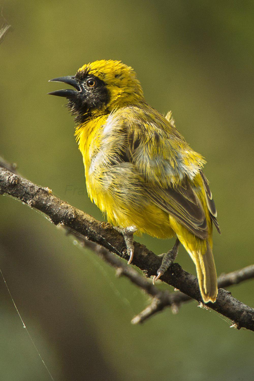 小织雀 / Little Weaver / Ploceus luteolus