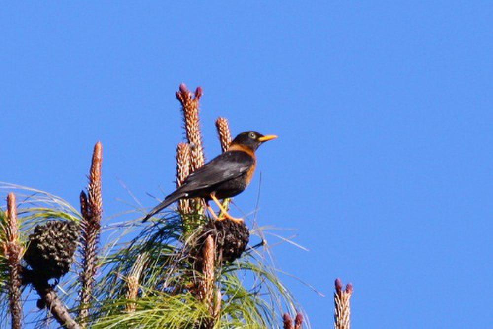 中美棕颈鸫 / Rufous-collared Thrush / Turdus rufitorques