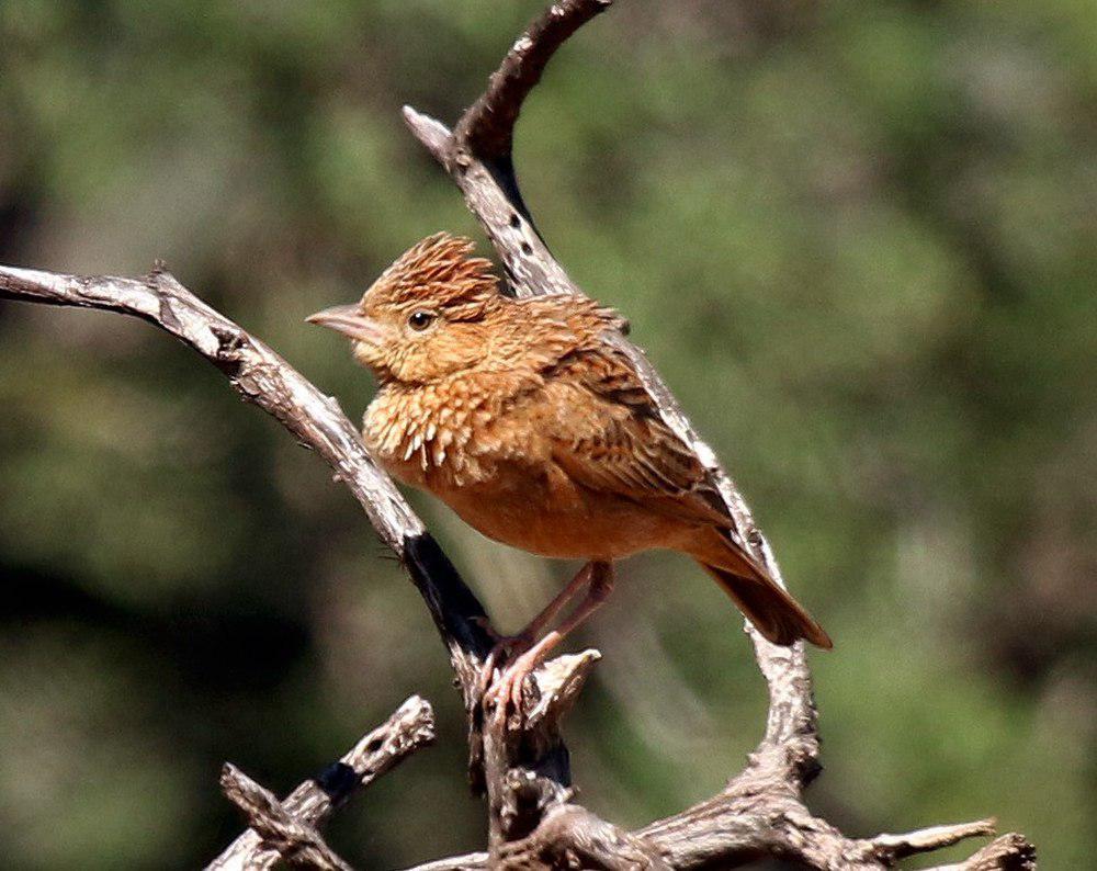 东振翅歌百灵 / Eastern Clapper Lark / Mirafra fasciolata