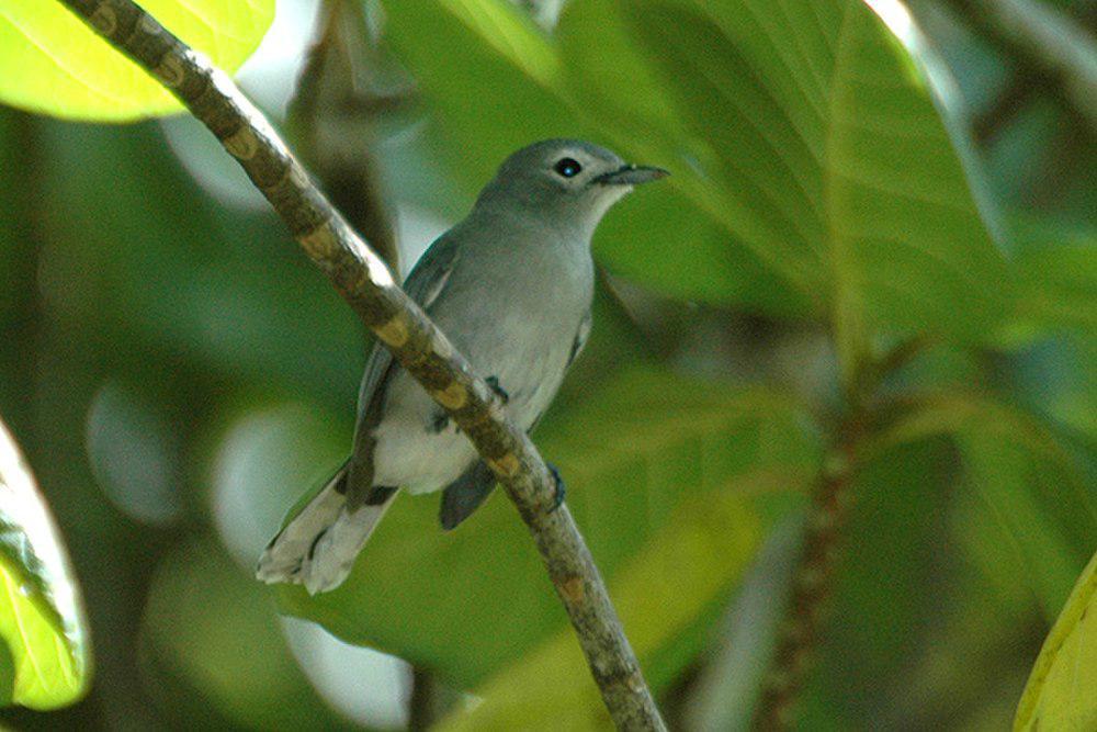 斐济灰鹟 / Slaty Monarch / Mayrornis lessoni