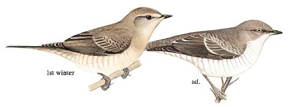 横斑林莺 / Barred Warbler / Curruca nisoria