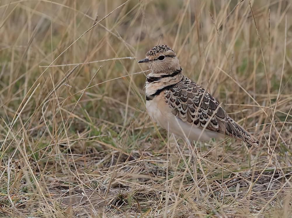 双领斑走鸻 / Double-banded Courser / Rhinoptilus africanus