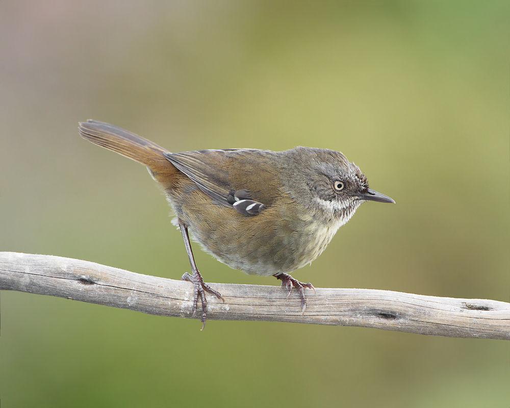 褐色丝刺莺 / Tasmanian Scrubwren / Sericornis humilis