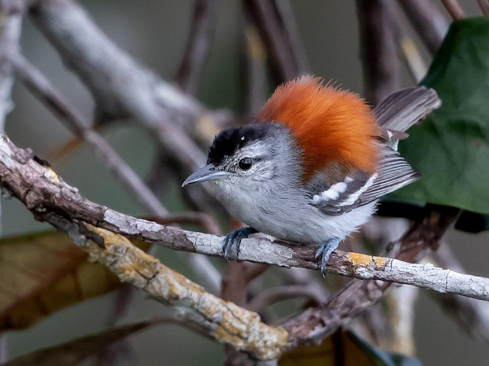 灰翅蚁鹩 / Ash-winged Antwren / Euchrepomis spodioptila