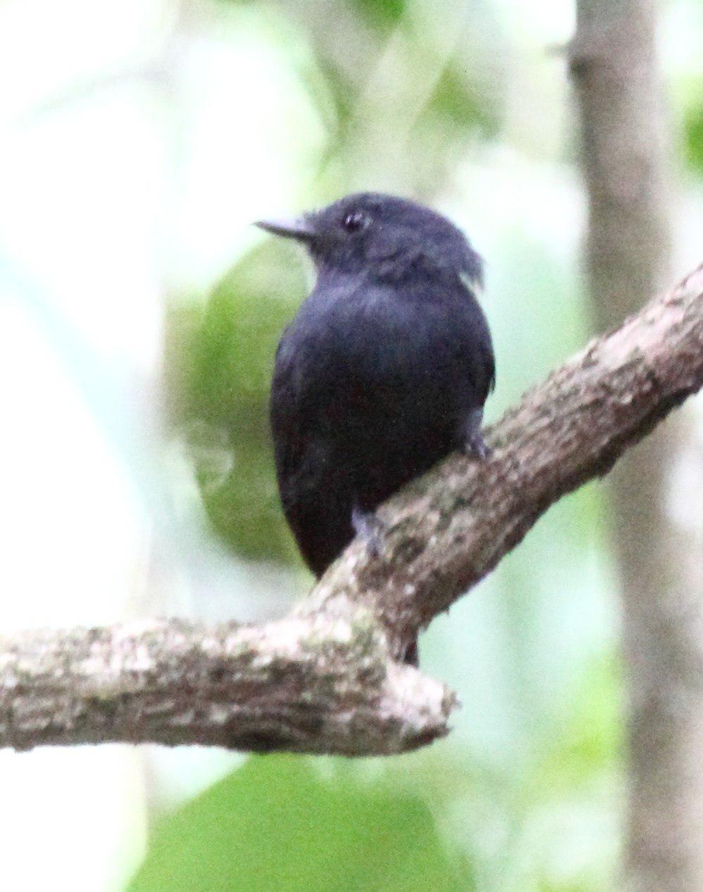 蓝蚁鵙 / Bluish-slate Antshrike / Thamnomanes schistogynus