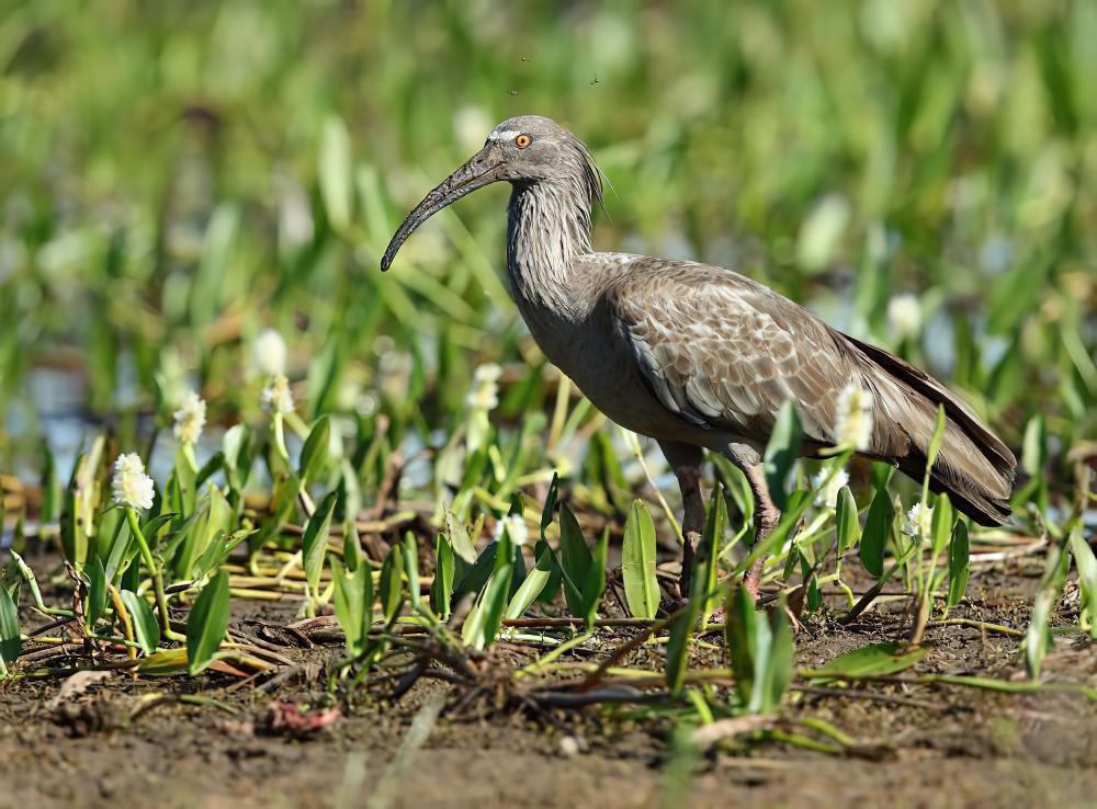 铅色鹮 / Plumbeous Ibis / Theristicus caerulescens