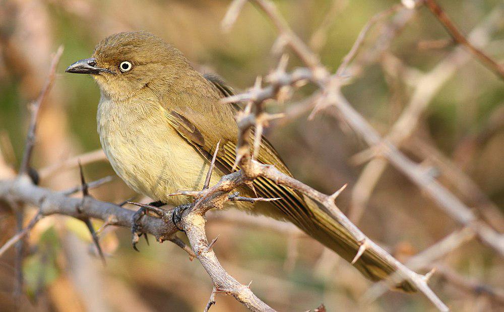 黄腹绿鹎 / Sombre Greenbul / Andropadus importunus