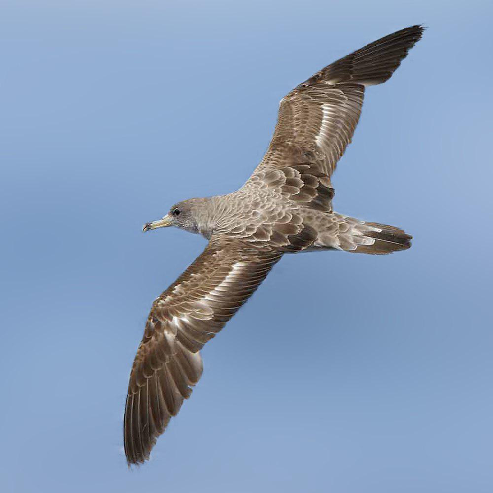 猛鹱 / Cory\'s Shearwater / Calonectris borealis