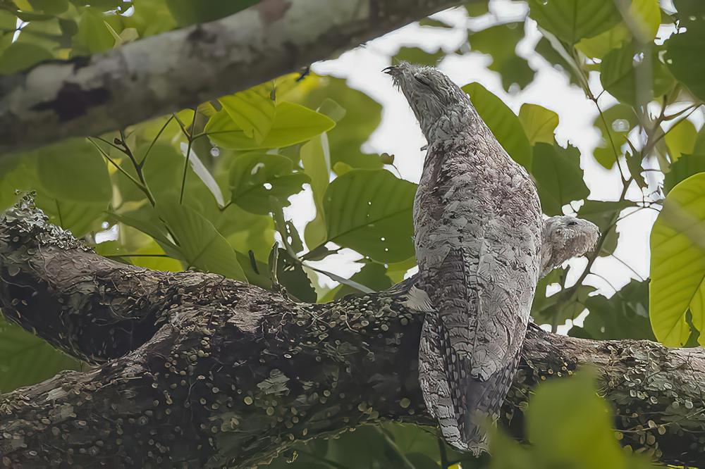 大林鸱 / Great Potoo / Nyctibius grandis