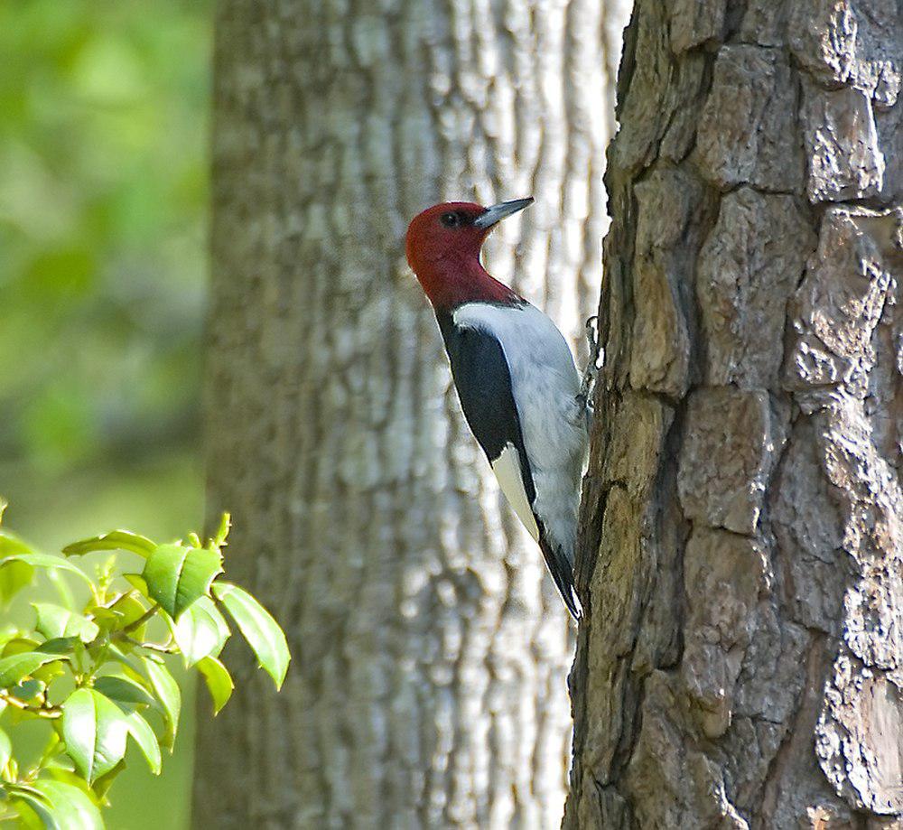 红头啄木鸟 / Red-headed Woodpecker / Melanerpes erythrocephalus