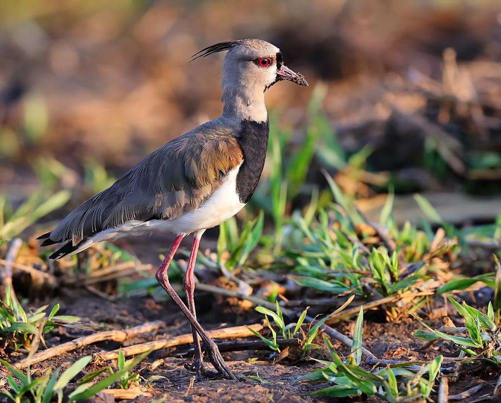 凤头距翅麦鸡 / Southern Lapwing / Vanellus chilensis