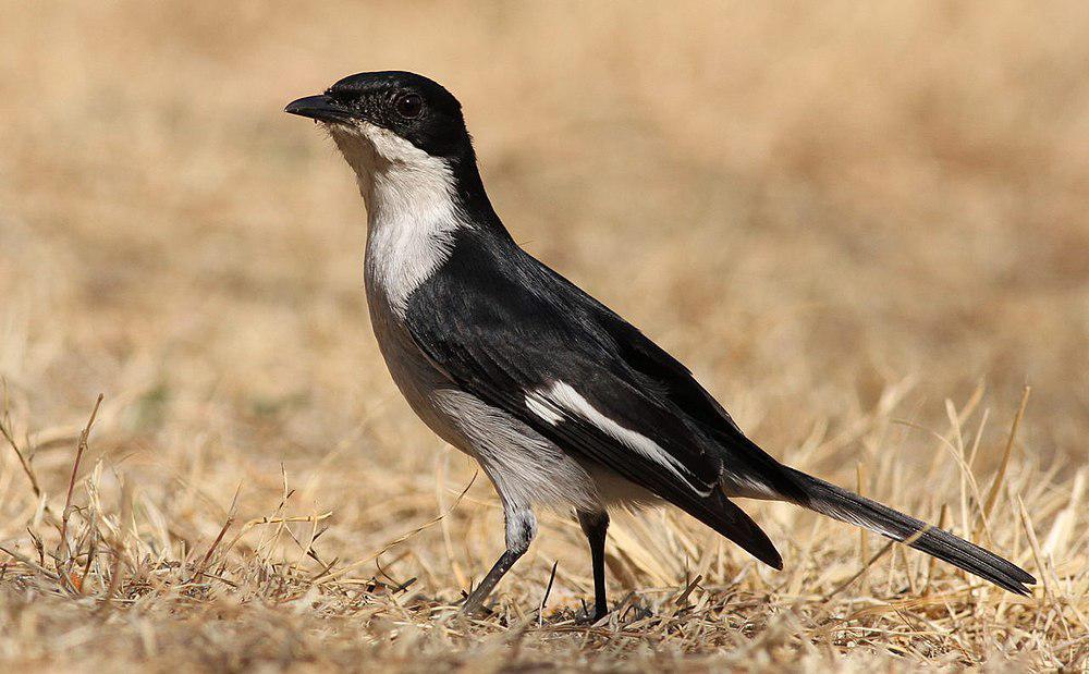 白翅斑黑鹟 / Fiscal Flycatcher / Melaenornis silens