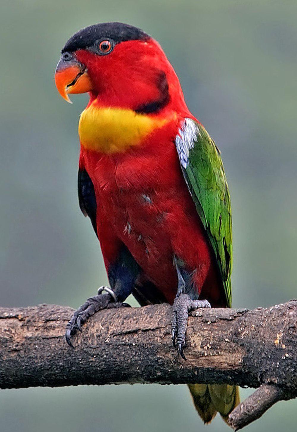 黄领鹦鹉 / Yellow-bibbed Lory / Lorius chlorocercus