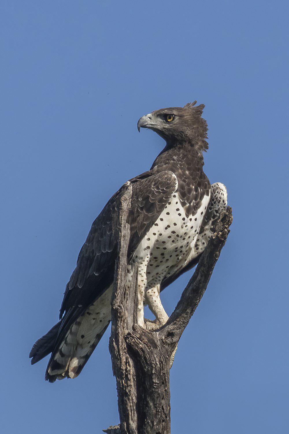 猛雕 / Martial Eagle / Polemaetus bellicosus