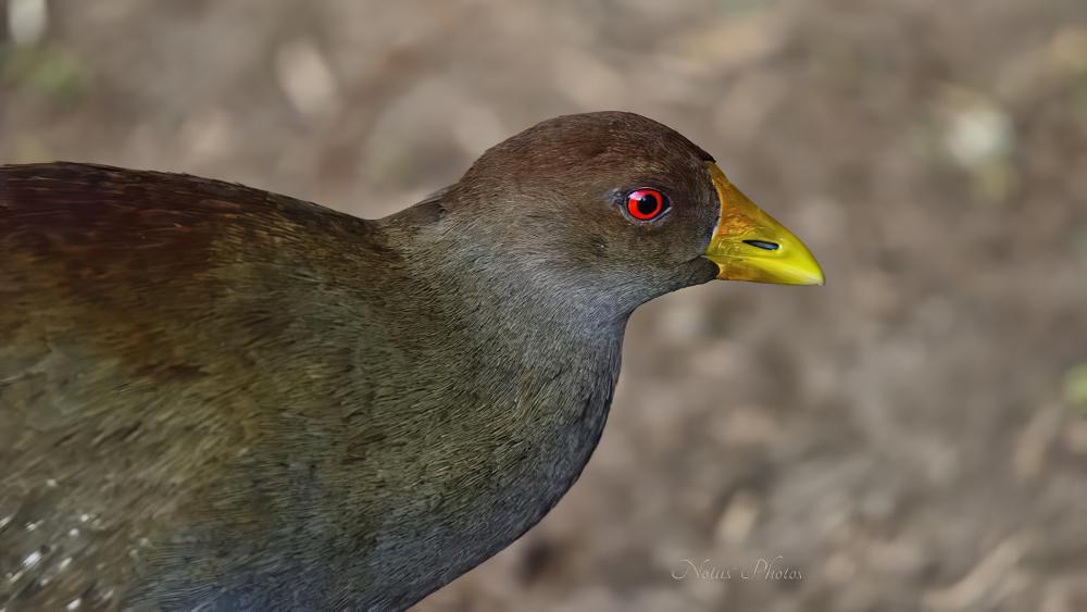 绿水鸡 / Tasmanian Nativehen / Tribonyx mortierii