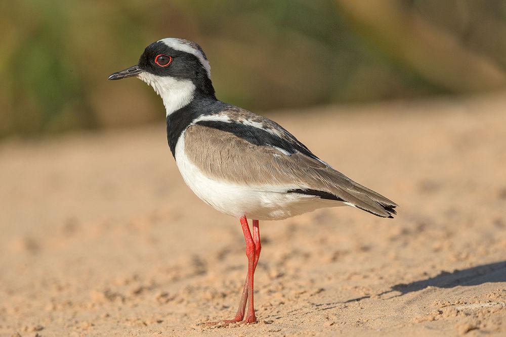 杂色麦鸡 / Pied Plover / Hoploxypterus cayanus