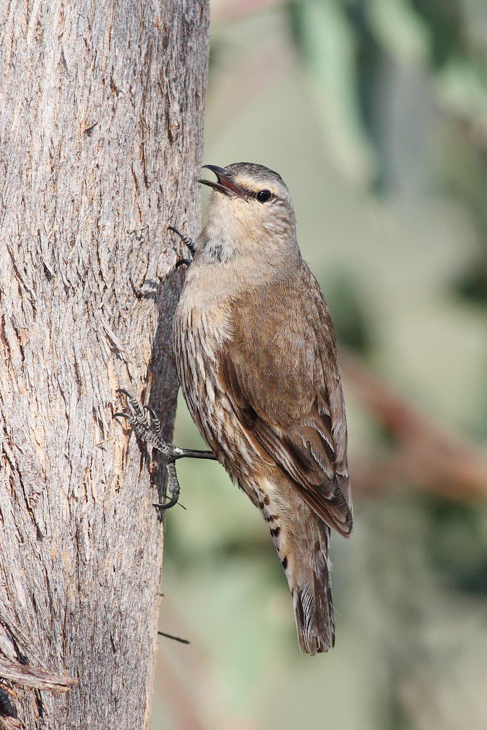 褐短嘴旋木雀 / Brown Treecreeper / Climacteris picumnus