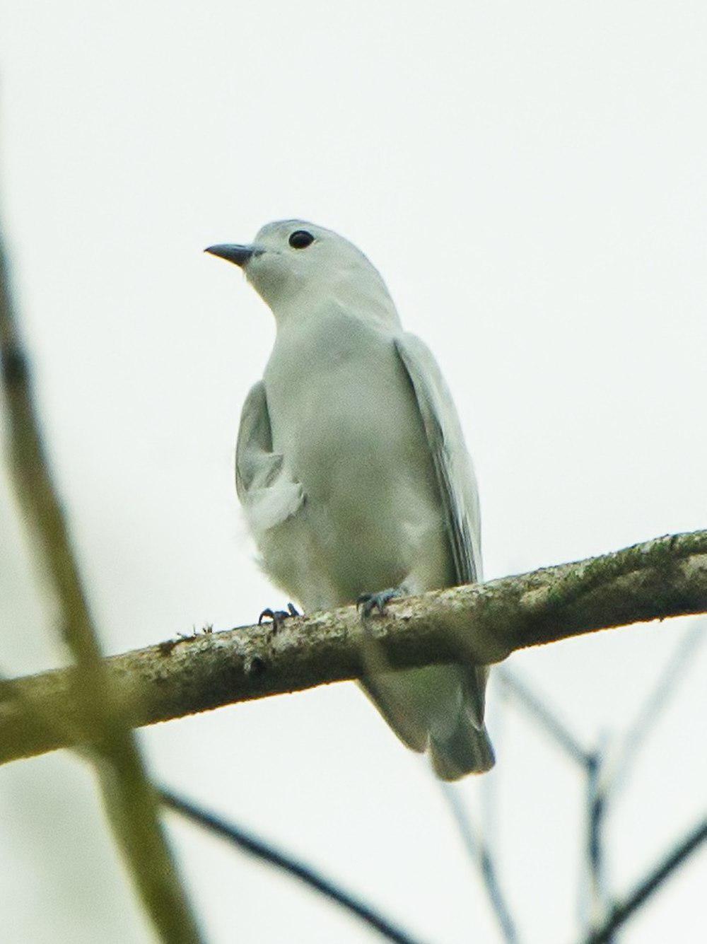 中美白伞鸟 / Snowy Cotinga / Carpodectes nitidus