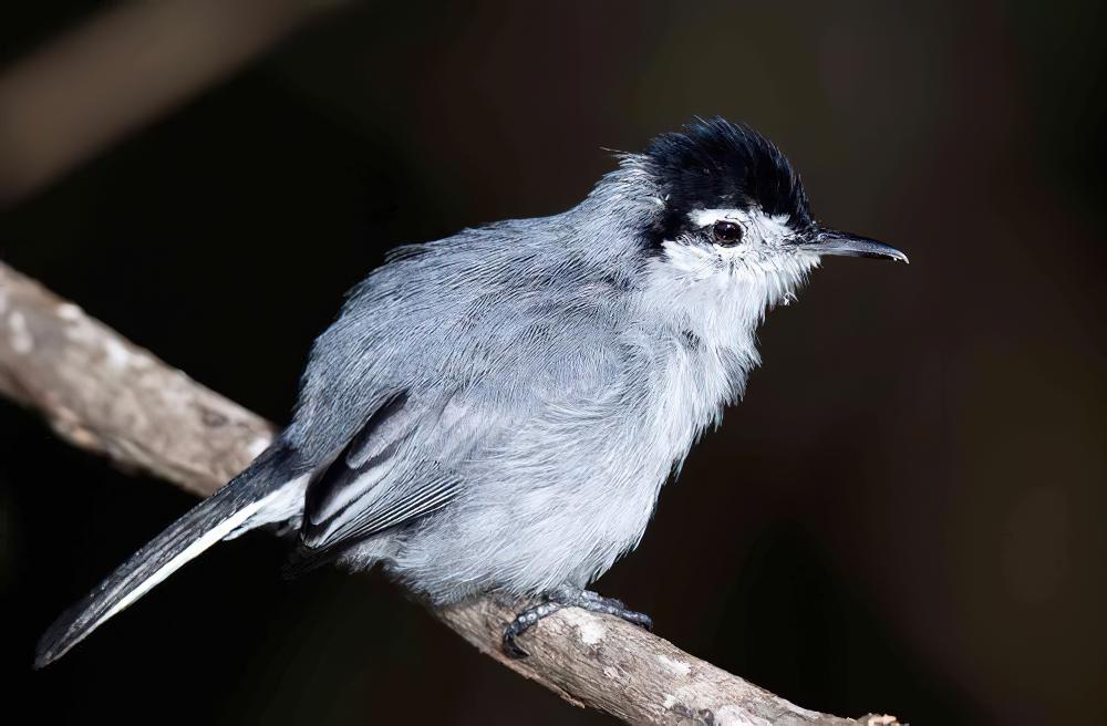 热带蚋莺 / Tropical Gnatcatcher / Polioptila plumbea