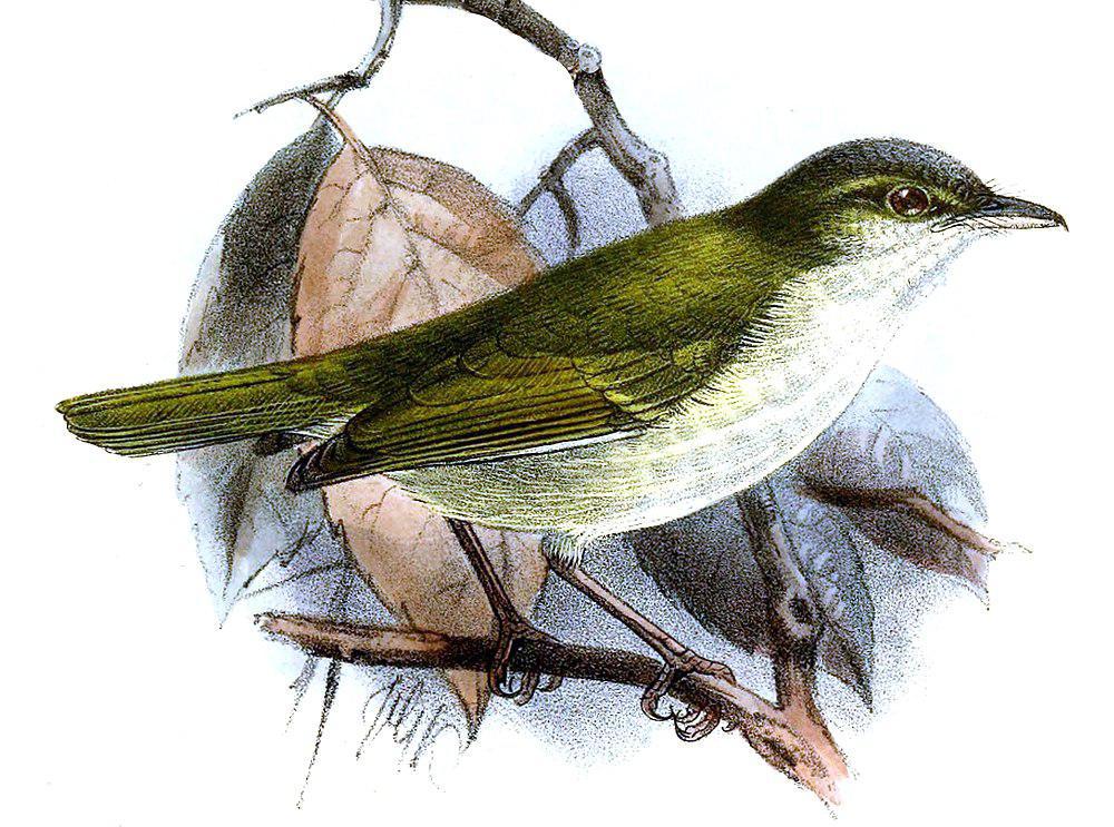 菲律宾柳莺 / Philippine Leaf Warbler / Phylloscopus olivaceus