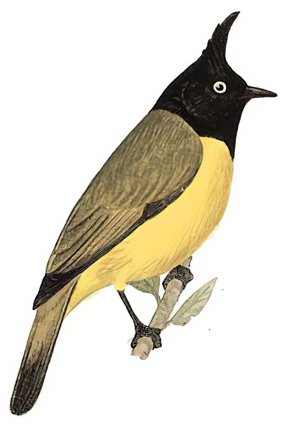 黑冠黄鹎 / Black-crested Bulbul / Rubigula flaviventris