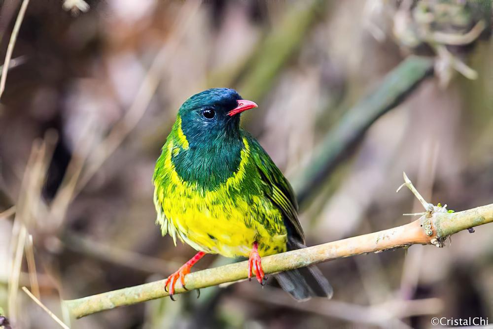 绿黑食果伞鸟 / Green-and-black Fruiteater / Pipreola riefferii