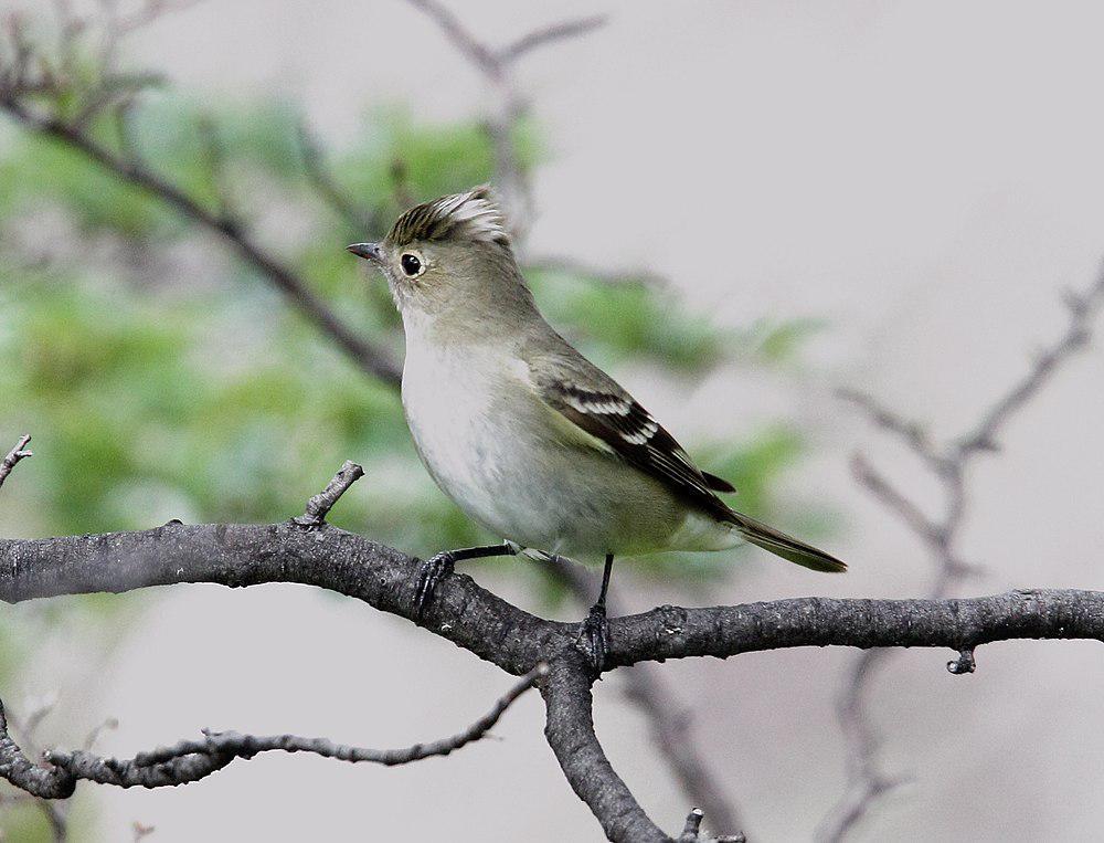 智利拟霸鹟 / Chilean Elaenia / Elaenia chilensis