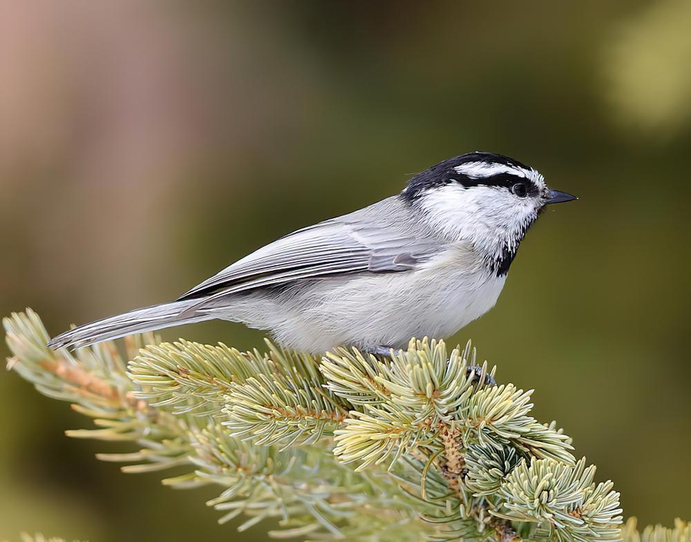 北美白眉山雀 / Mountain Chickadee / Poecile gambeli