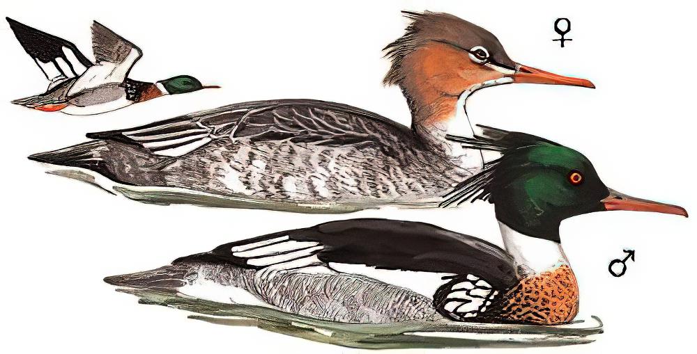 红胸秋沙鸭 / Red-breasted Merganser / Mergus serrator