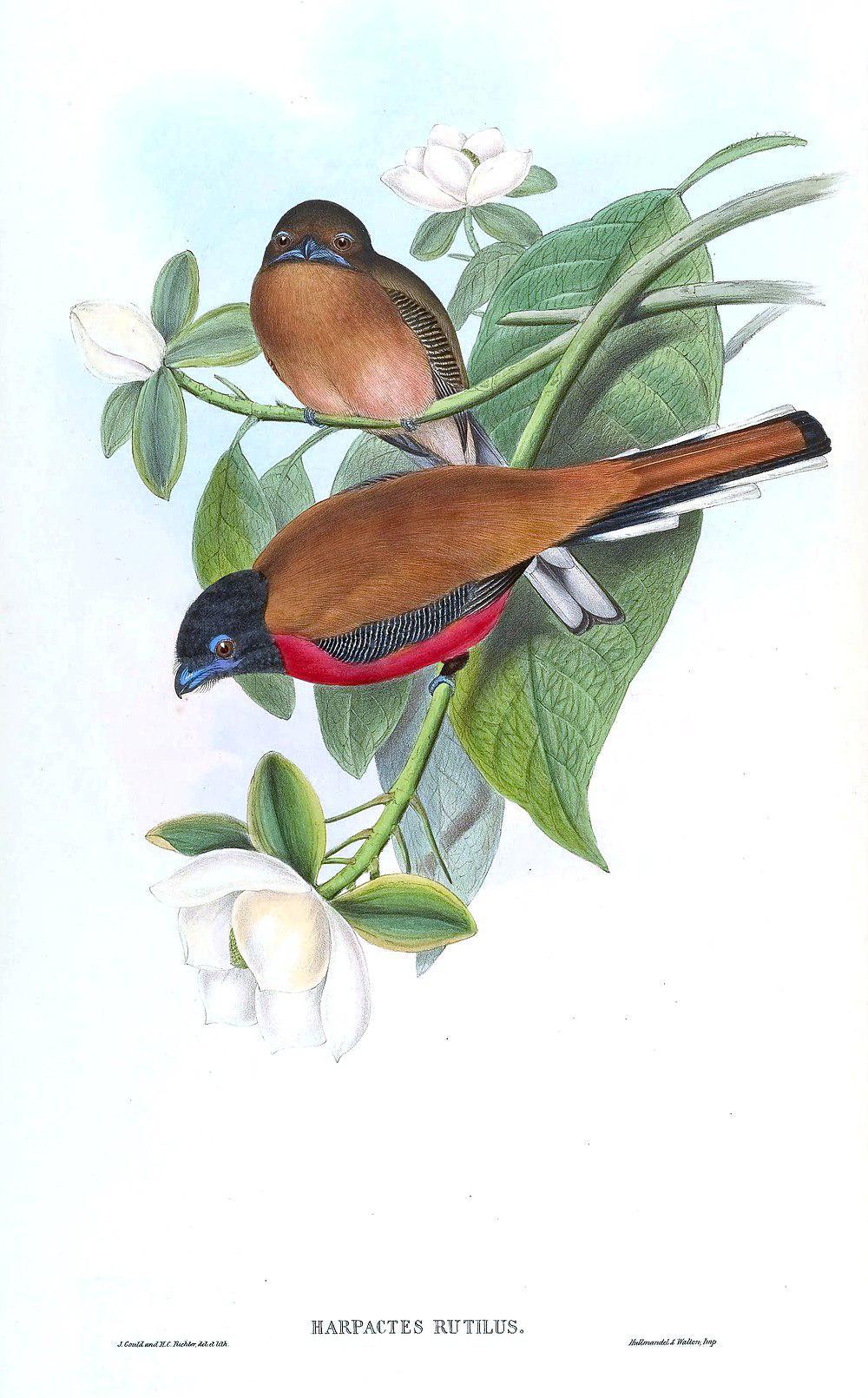 橙腰咬鹃 / Cinnamon-rumped Trogon / Harpactes orrhophaeus