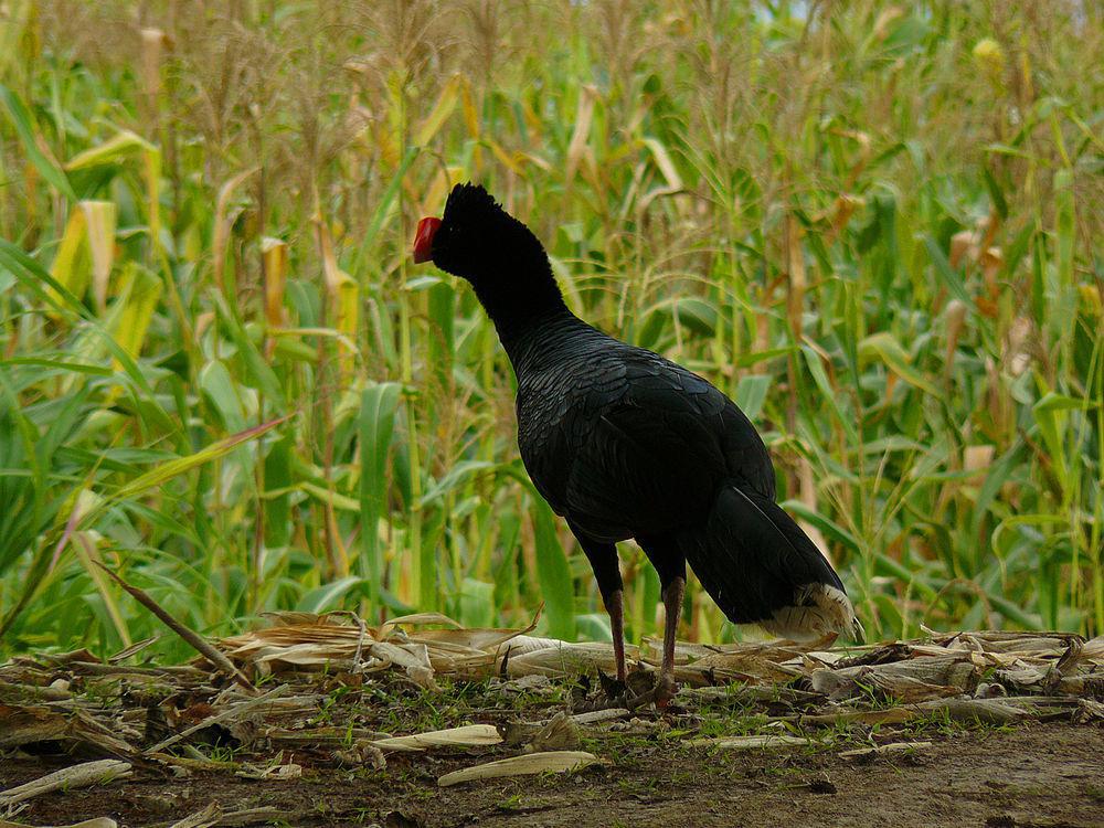 巨嘴盔嘴雉 / Razor-billed Curassow / Mitu tuberosum