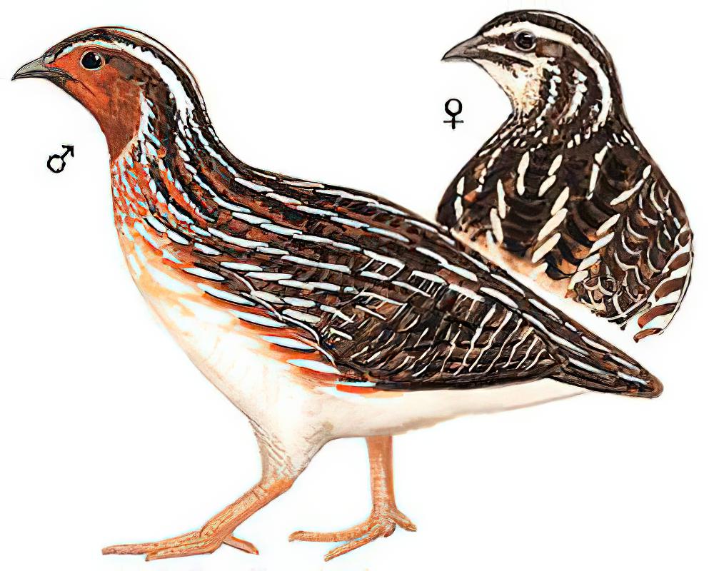 鹌鹑 / Japanese Quail / Coturnix japonica