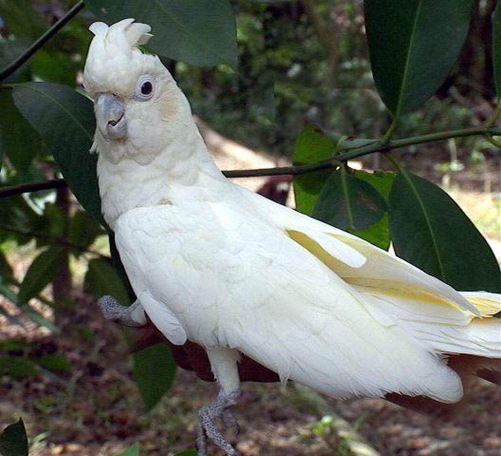 菲律宾凤头鹦鹉 / Red-vented Cockatoo / Cacatua haematuropygia