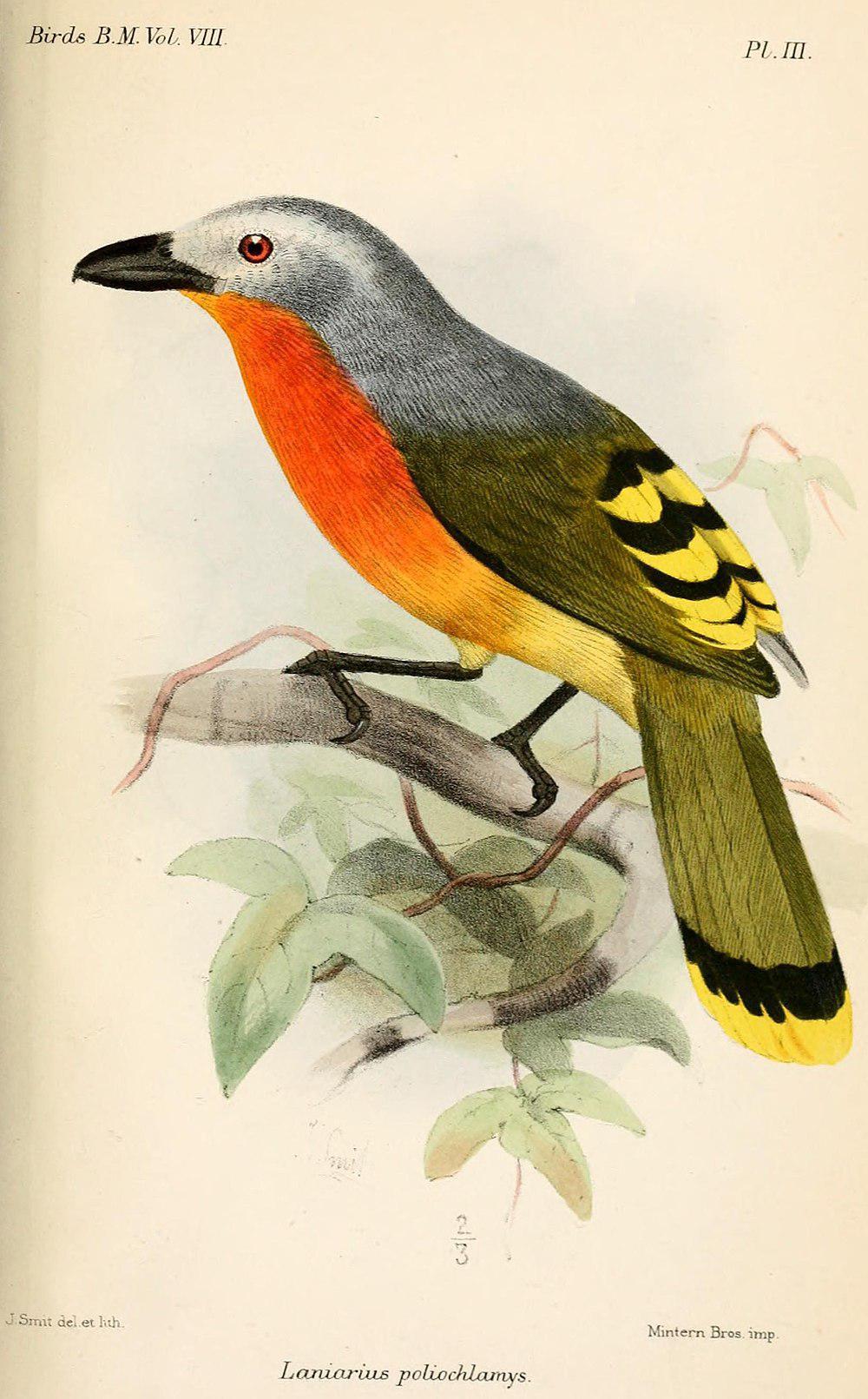 红胸丛鵙 / Fiery-breasted Bushshrike / Malaconotus cruentus