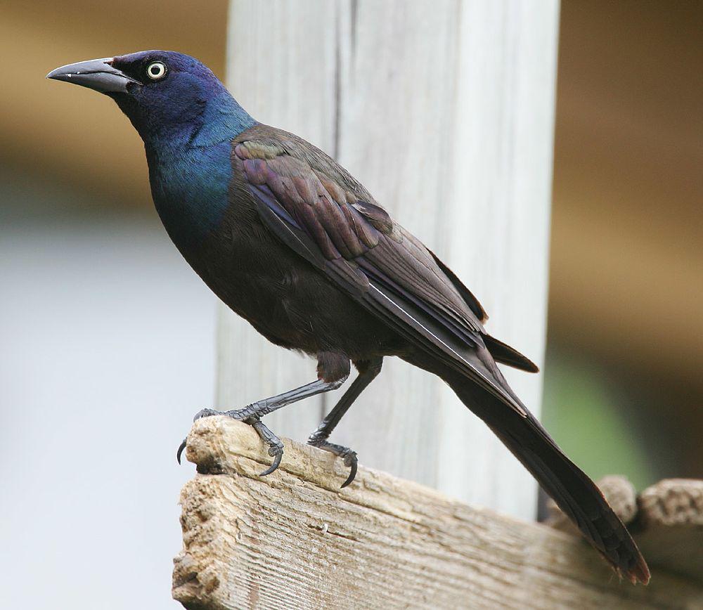 普通拟八哥 / Common Grackle / Quiscalus quiscula