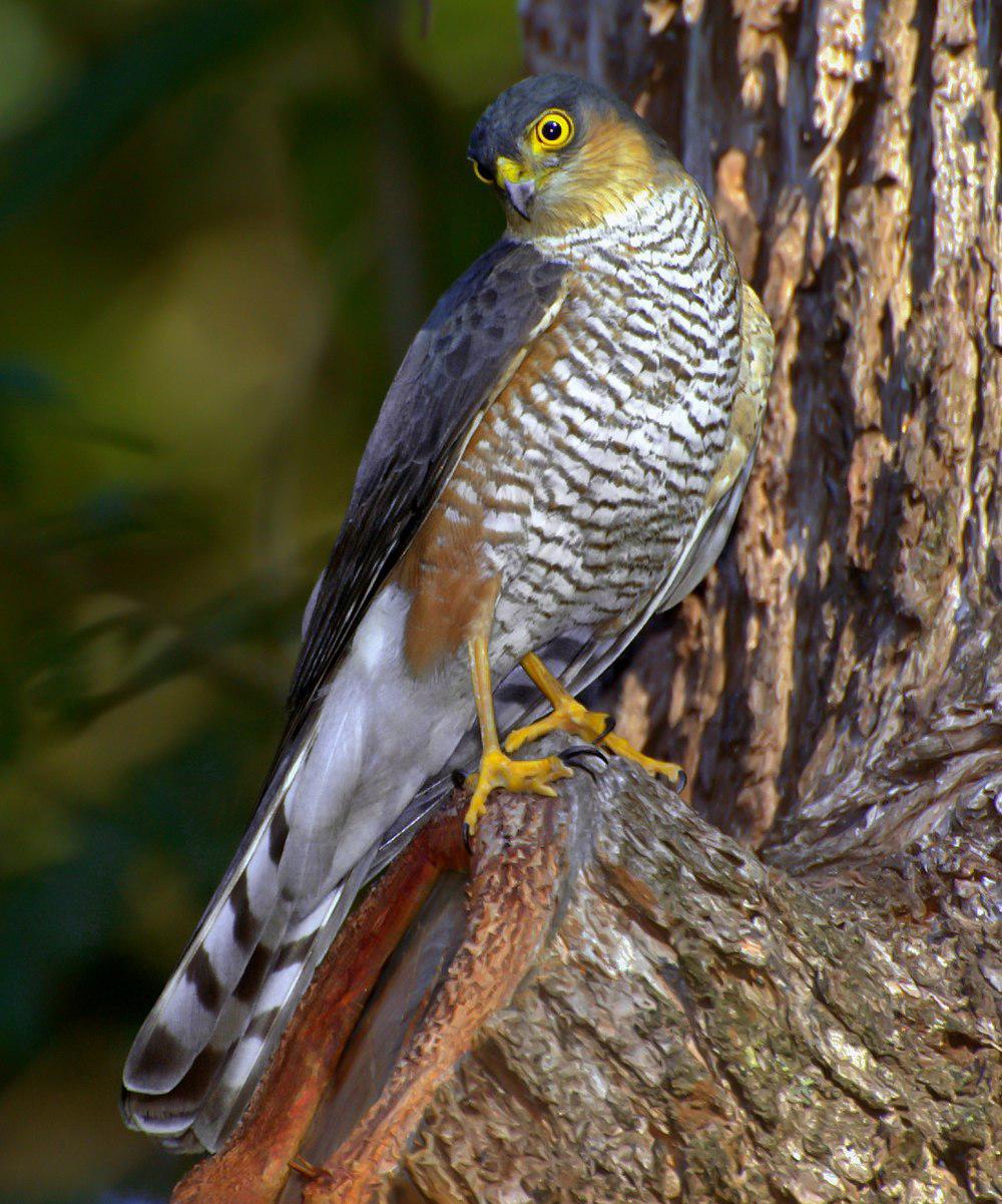 红腿鹰 / Rufous-thighed Hawk / Accipiter erythronemius