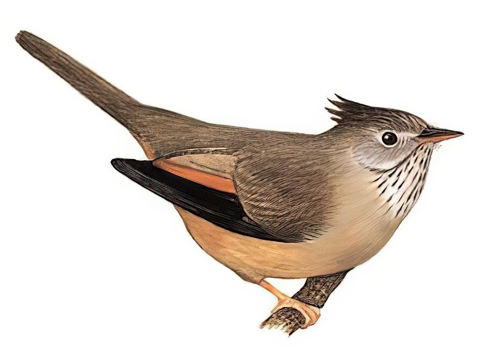 纹喉凤鹛 / Stripe-throated Yuhina / Yuhina gularis