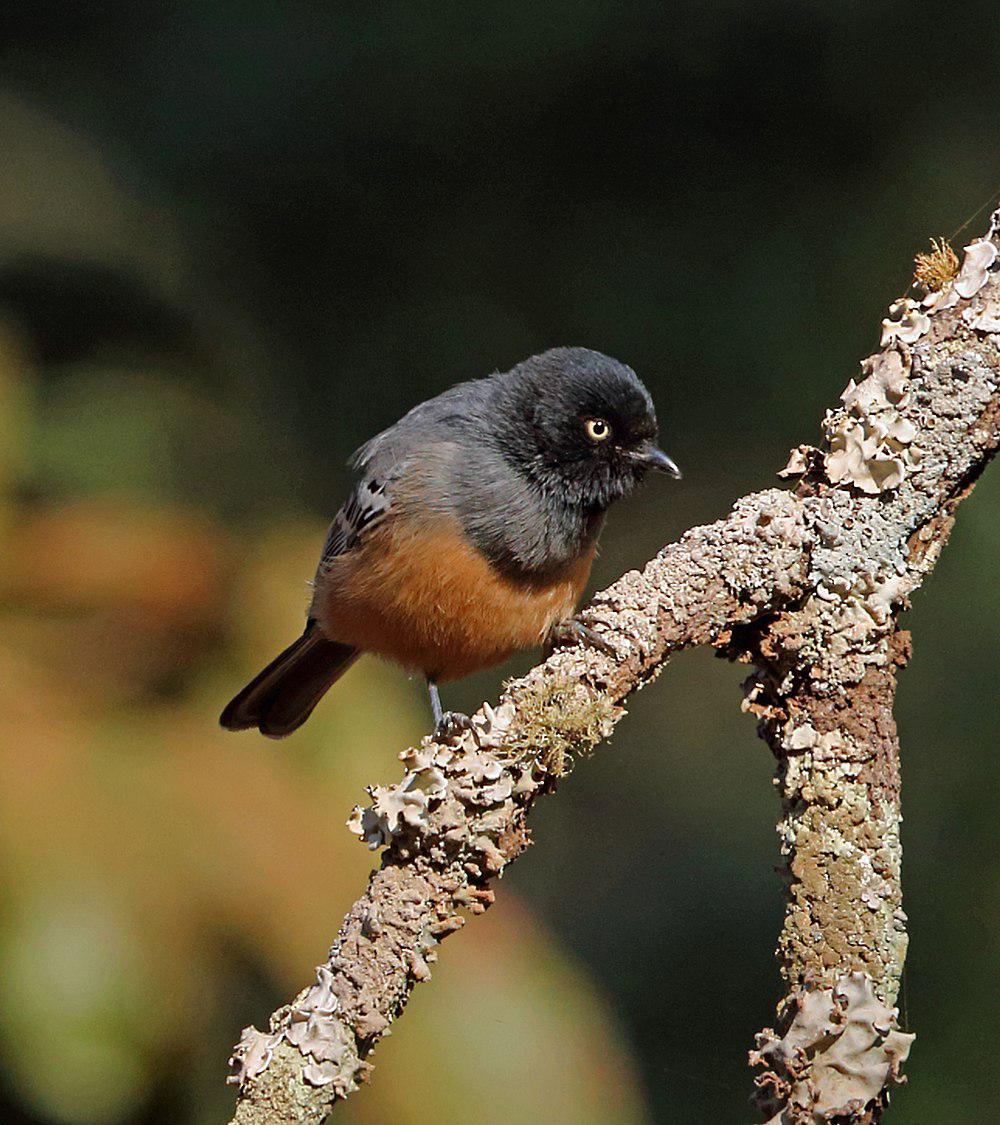 棕胸山雀 / Rufous-bellied Tit / Melaniparus rufiventris