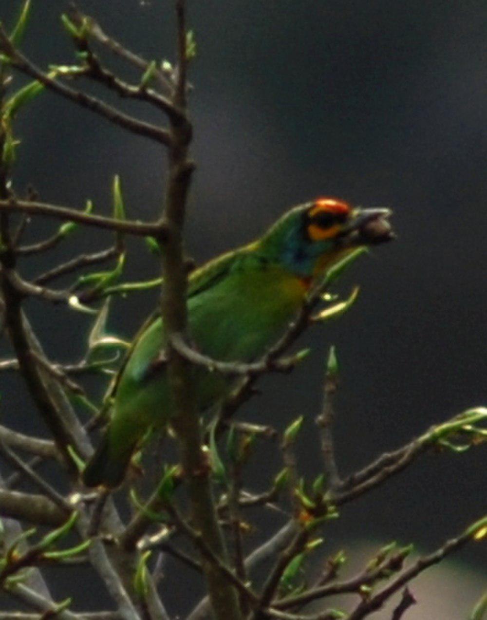 绯喉拟啄木 / Crimson-fronted Barbet / Psilopogon rubricapillus