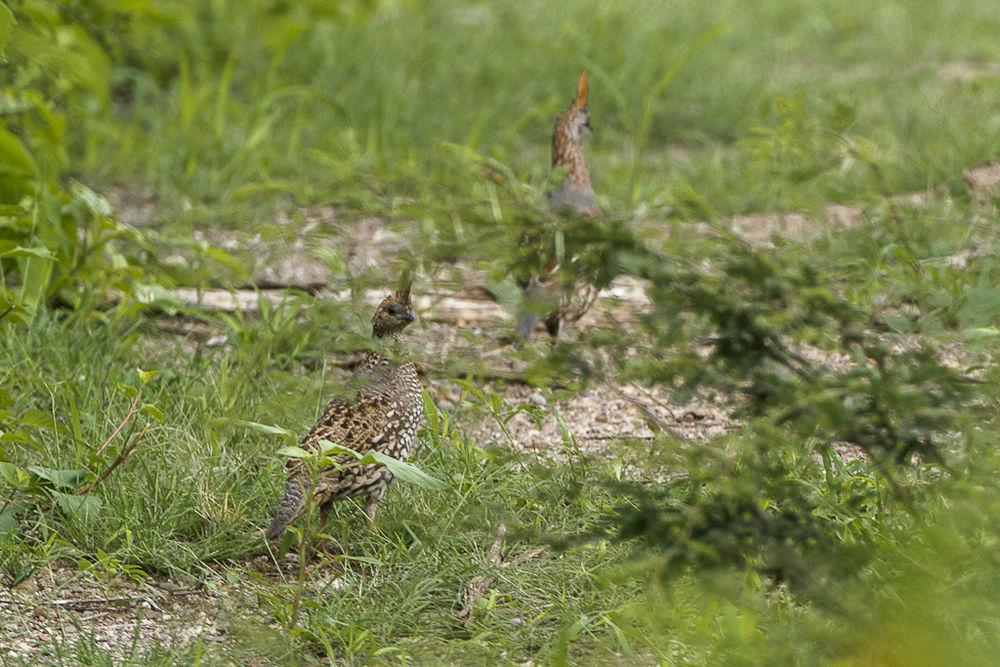 华丽翎鹑 / Elegant Quail / Callipepla douglasii