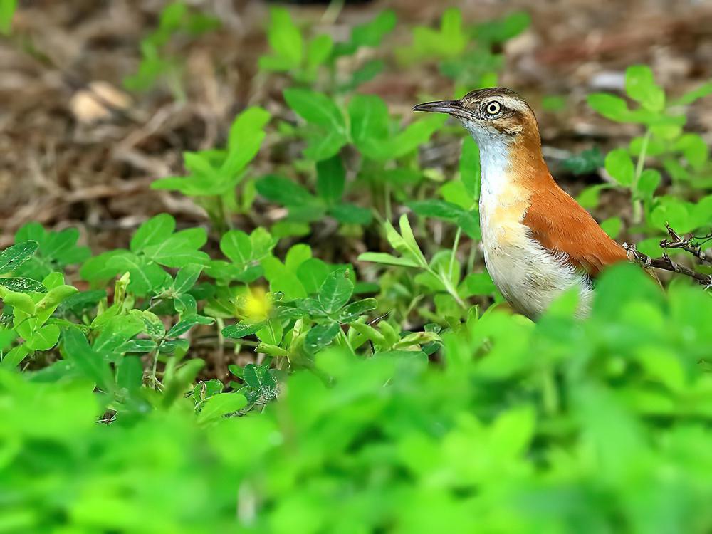 太平洋灶鸟 / Pacific Hornero / Furnarius cinnamomeus