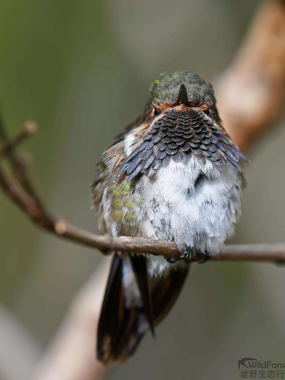 粉喉煌蜂鸟 / Volcano Hummingbird / Selasphorus flammula