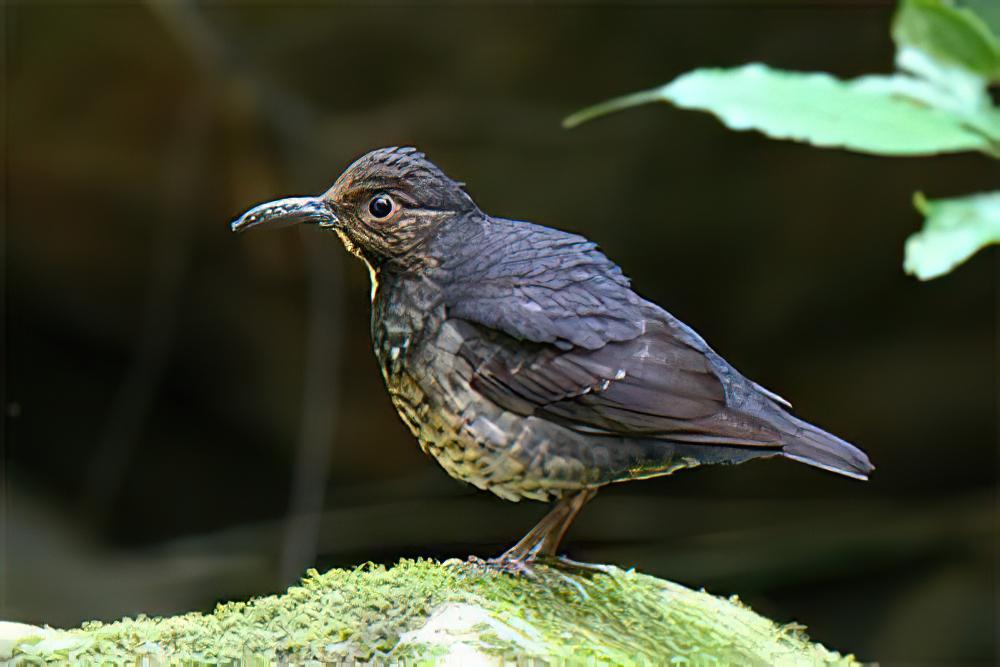 大长嘴地鸫 / Long-billed Thrush / Zoothera monticola