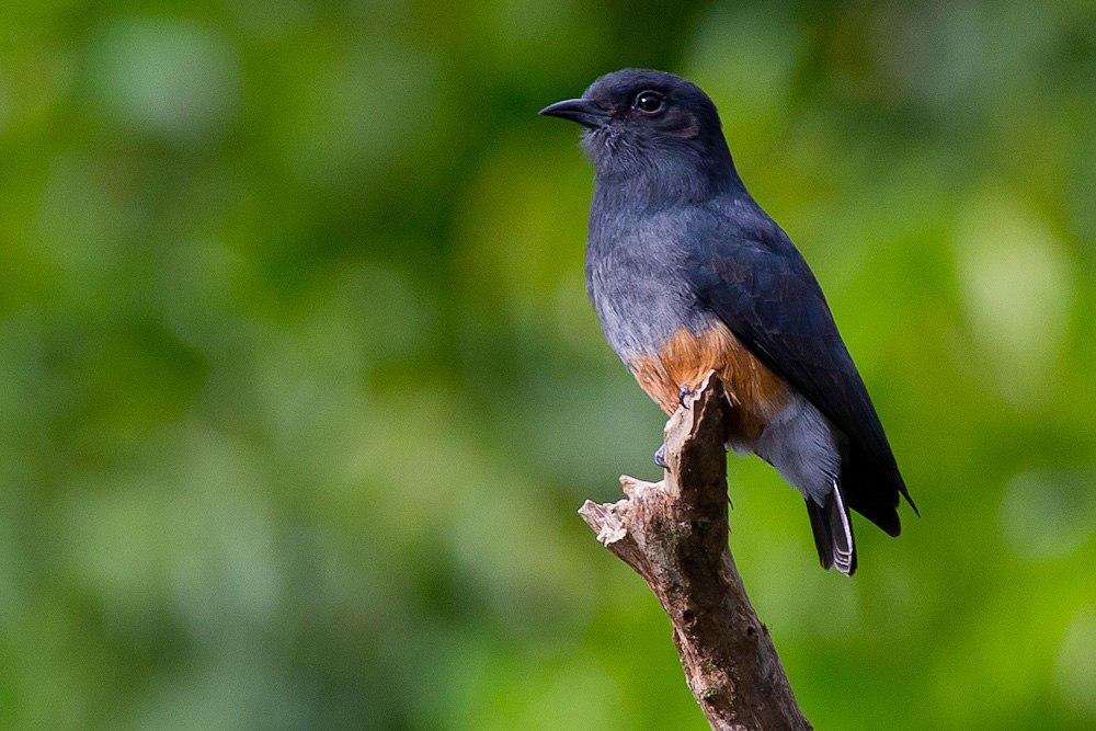 燕翅䴕 / Swallow-winged Puffbird / Chelidoptera tenebrosa