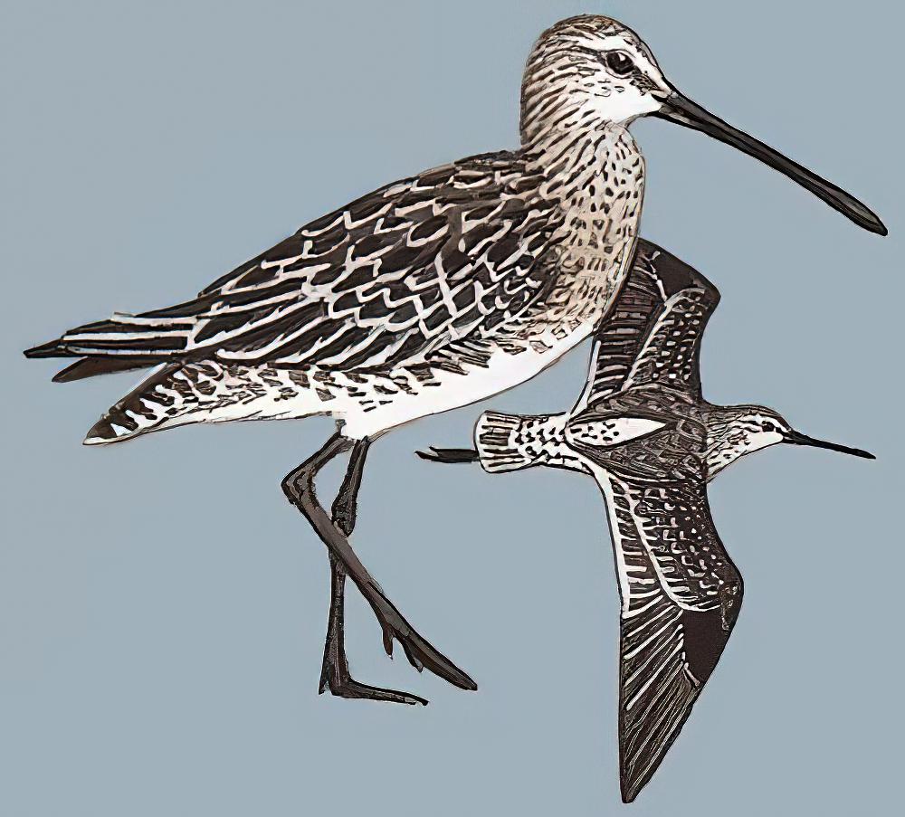 半蹼鹬 / Asian Dowitcher / Limnodromus semipalmatus